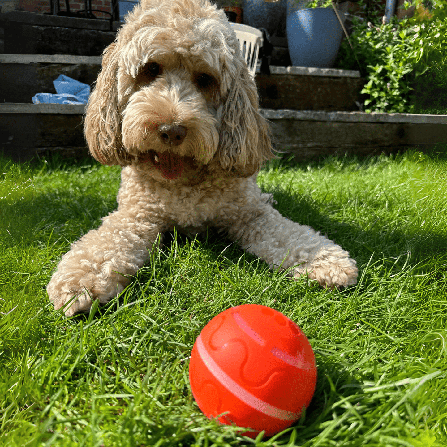 MotionMate™ – interactieve hondenbal